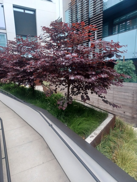 Premium Lawn Care Services Serving Los Angeles and Surrounding Areas | LANDSCAPE INSURED COMPANY!